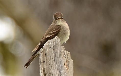 Western Wood-Pewee "Contopus sordidulus" | Boreal Songbird Initiative