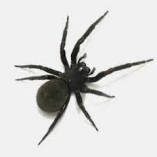 Black House Spiders and Their Safe Removal | All Bugs