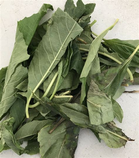 FRESH BITTERLEAF – Organic. Quality. Fresh Vegetable Plucked From Stem.