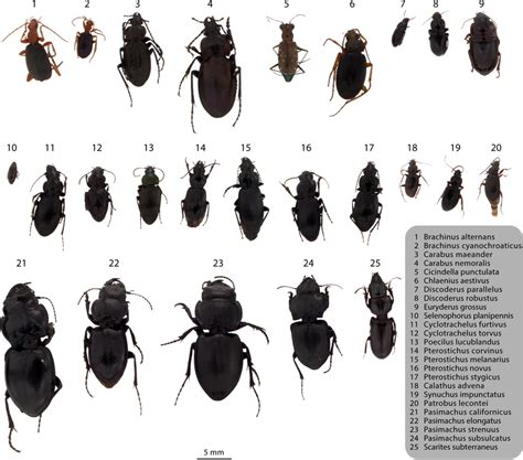 Collage of photographs of all Carabidae species used in the training ...