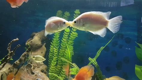 Kissing gourami breeding or fighting behaviour? - YouTube