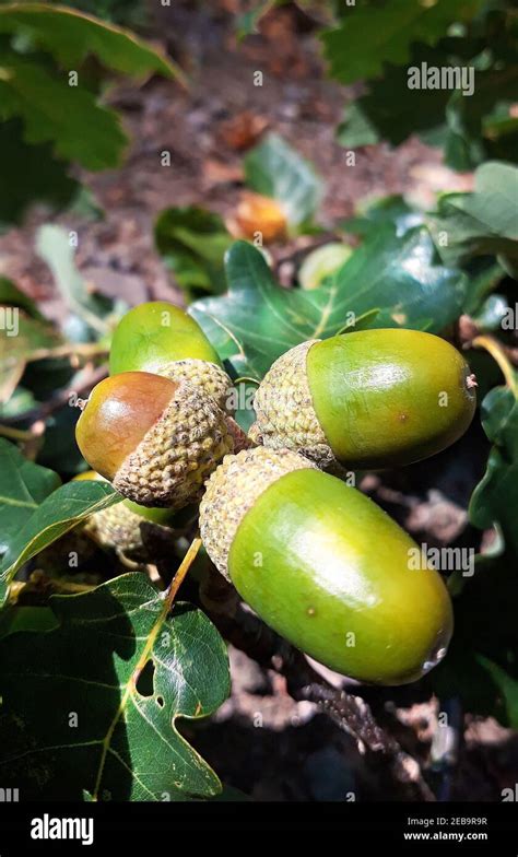 Acorn macro hi-res stock photography and images - Alamy