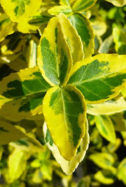 Euonymus Fortunei Emerald n Gold Hedge | Hedging Plants Direct