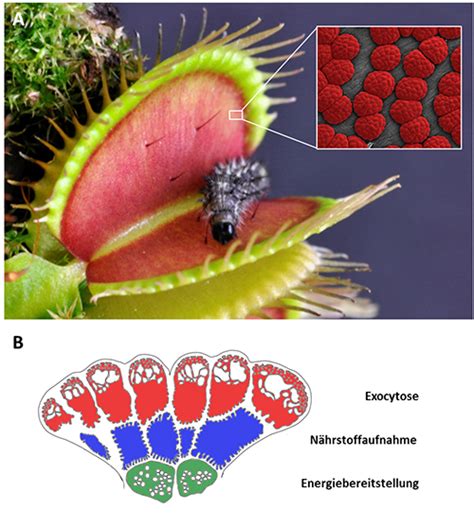 The Venus Flytrap: From Prey to Predator - Dept. of Behavioral ...