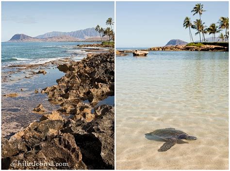 Paradise Cove Ko olina | Truth in a name - Best Oahu Family Beach | Oahu beaches, Paradise cove ...