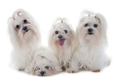 Maltese Dog Names – 99 Adorable Ideas For Maltese Pups