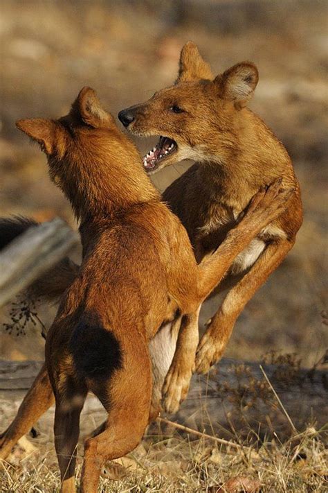 Cyjon (Cuon alpinus), DinoAnimals.pl African Hunting Dog, Hunting Dogs, Coyotes, Ethiopian Wolf ...