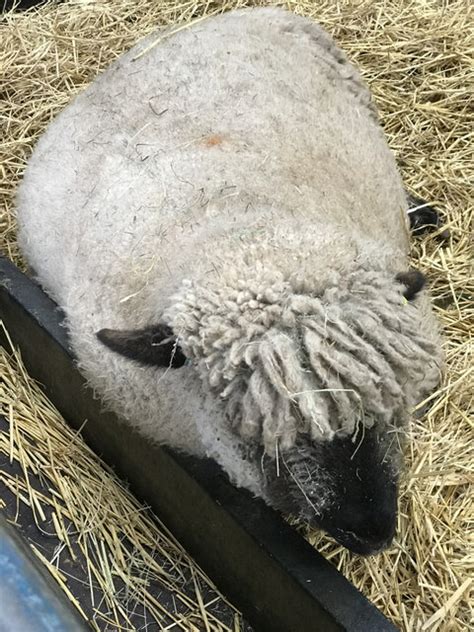 Sheep at Mudchute City Farm © Alison Nugent cc-by-sa/2.0 :: Geograph Britain and Ireland