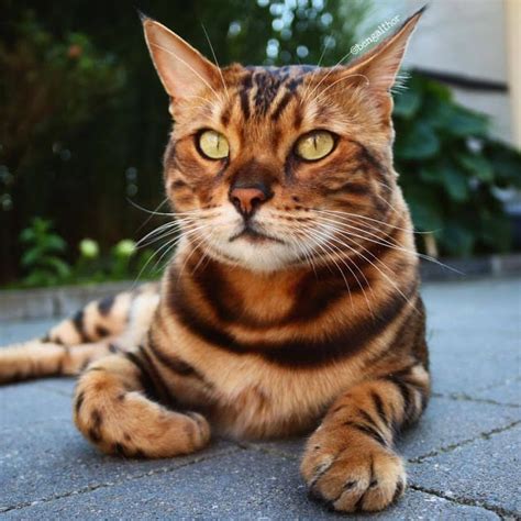 25 Gorgeous Bengal Cat Breed Pictures That Took The Internet By Storm ~ Pets Puppies I Cute Cats ...