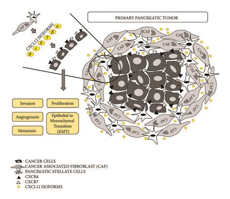 Primary pancreatic tumor microenvironment. PDAC stromal cells, like ...