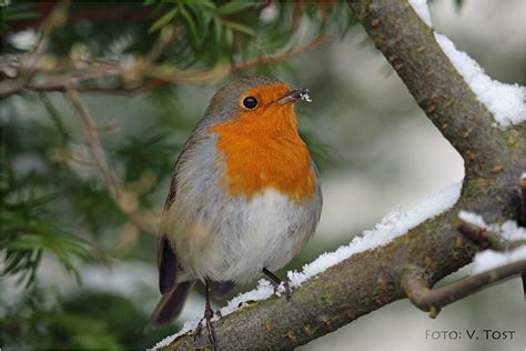 Erithacus rubecula Foto & Bild | tiere, wildlife, wild lebende vögel Bilder auf fotocommunity