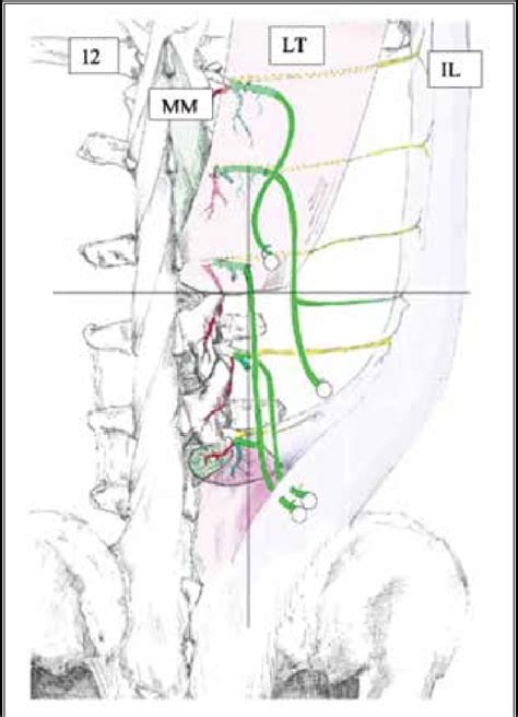 Dorsal view of dorsal ramus (DR) branches from T12 to L3. The DR... | Download Scientific Diagram