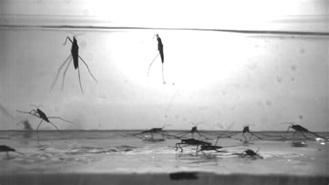 ScienceTake | The Water Strider’s Leap - Video - NYTimes.com