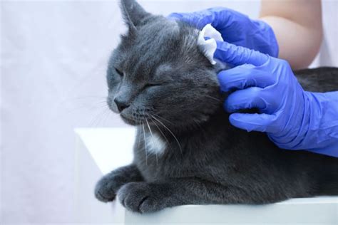 Ear Mites in Cats: Causes, Treatment & Prevention, Baton Rouge Vets