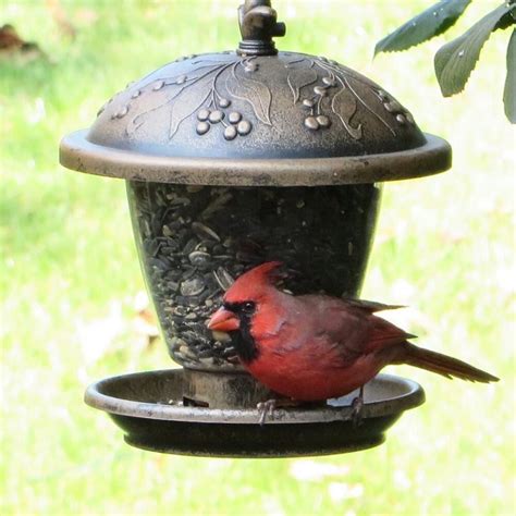 Five Squirrel Proof Feeders for Cardinals That Really Work