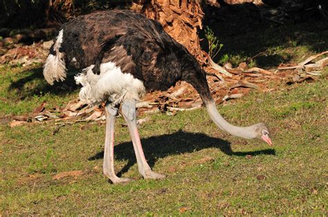 Ostrich eating | Gregory Moine | Flickr