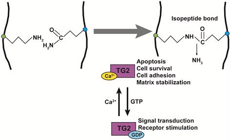 IJMS | Free Full-Text | Transglutaminase 2 as a Marker for Inflammation ...