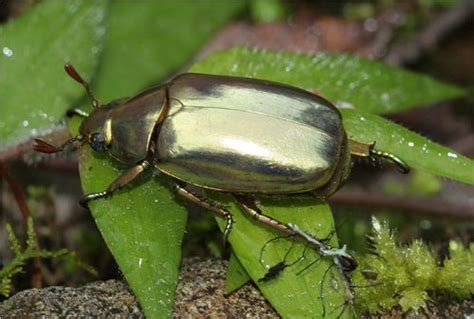 Golden Scarab Beetle (Chrysina resplendens) - found in Costa Rica ...