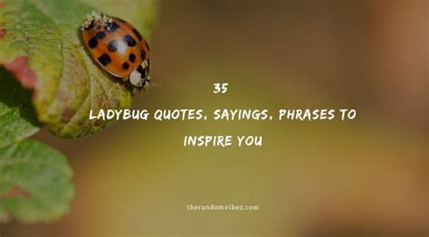 35 Ladybug Quotes, Sayings, Phrases To Inspire You