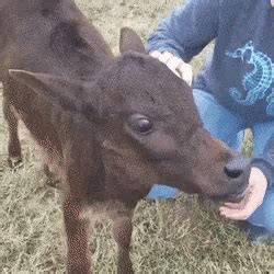 Baby Cow GIF - Baby Cow FarmAnimals - Discover & Share GIFs