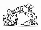 Adorable Crawfish Coloring Page  Free Printable Pages sketch template