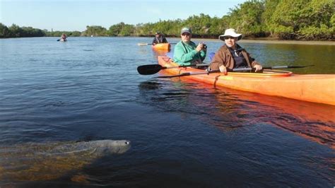 Kayaking and communing with the manatees at Manatee Park in Fort Myers, Florida (photo gallery ...