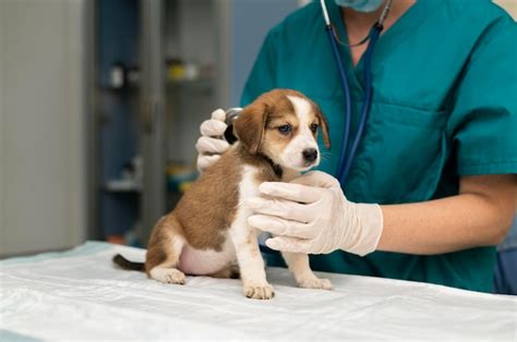 Free Photo | Close up on veterinarian taking care of dog