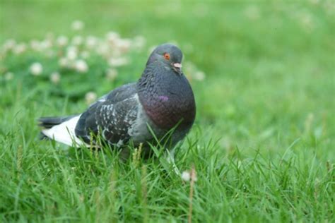 How to Call a Pigeon | Cuteness