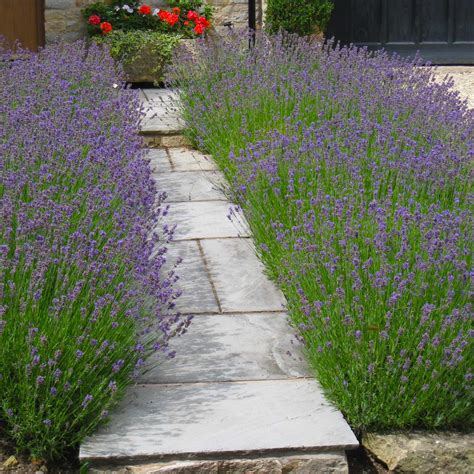 Lavandula Angustifolia Hidcote