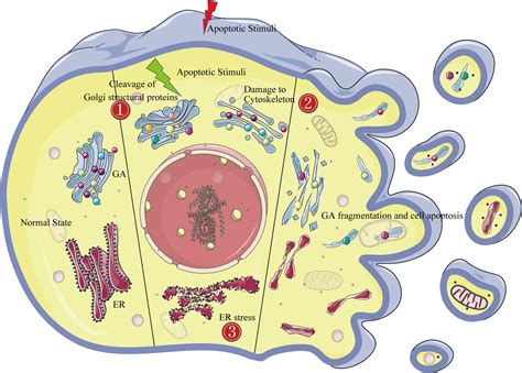 Frontiers | The Golgi Apparatus May Be a Potential Therapeutic Target ...