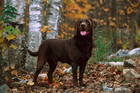 English Chocolate Lab Puppies For Sale Near Me / English Lab Your Guide To The English Labrador ...