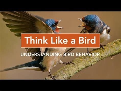 Think Like a Bird: Understanding Bird Behavior - YouTube