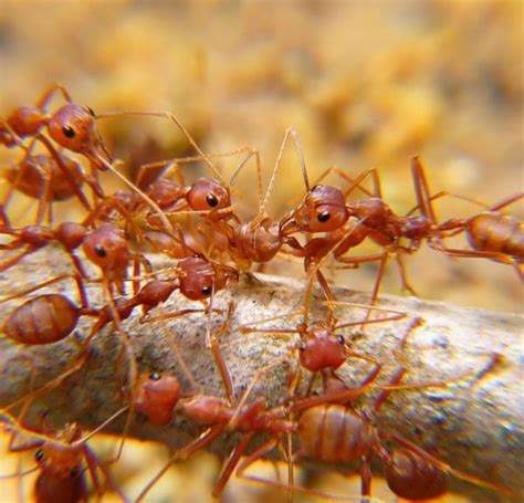 Ant exterminator near me Archives - Ants Pest Control Brisbane