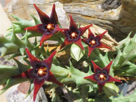 Orbea semitubiflora - World of Succulents