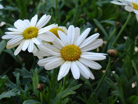 Leucanthemum 'May Queen' - Riverside Garden Centre