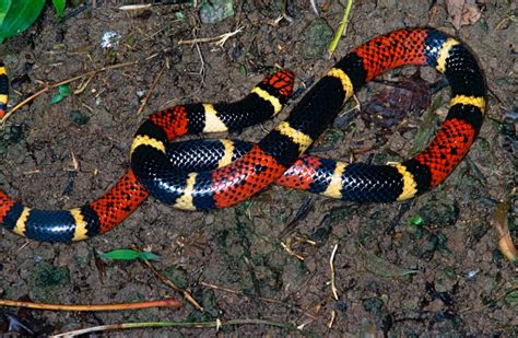 The Eight (8) Most Dangerous Snakes of Belize in Central America