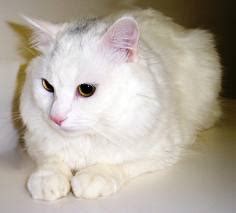 Feline acne: Causes and treatment - The Animal Health Foundation | The Animal Health Foundation