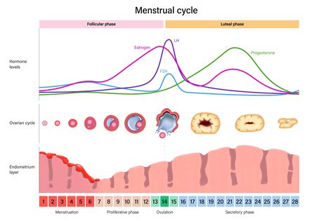 Menstrual Cycle Chart Hormones