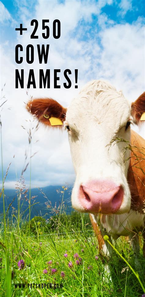 Cow Names +250 Cute & Traditional Ideas - PetShoper