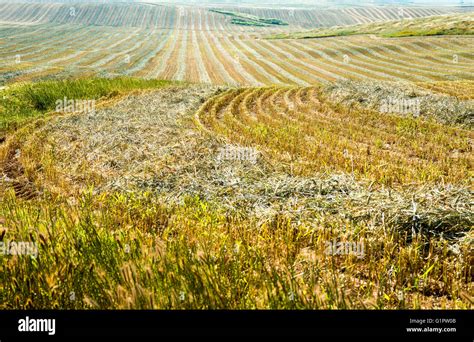 Desert agriculture. Harvested wheat field in the Negev Desert, Israel Stock Photo - Alamy