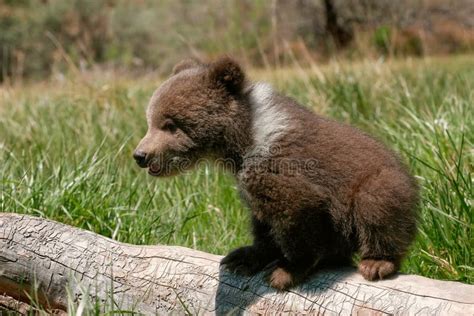 Cachorro De Oso Grizzly Que Se Sienta En El Registro Imagen de archivo - Imagen de sentada ...