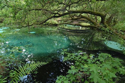 Juniper Springs Wilderness Experience - Florida Traveler