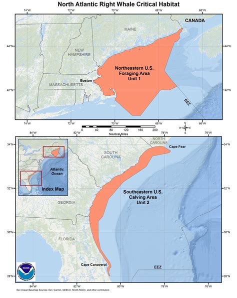 Migration: Where do the Right Whales Go? – Blue Ocean Society for ...