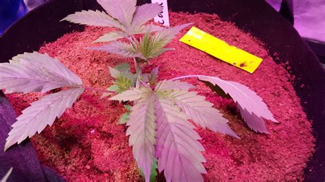 Multi led multi strain grow end of week 6 day 42 veg. - YouTube