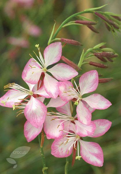 96 GUARA ideas | gaura, brown thumb, flowers