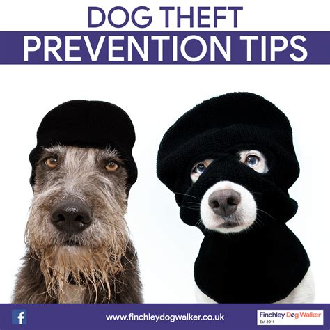 20+ Tips On How To Prevent Dog Theft - Finchley Dog Walker