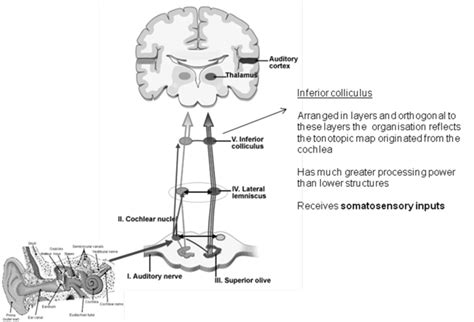 Inferior colliculus performs early integration with the visual system ...