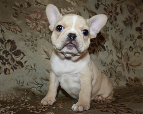 French Bulldog Puppies For Sale | Phoenix, AZ #275469