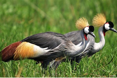 'Uganda's Crested Cranes face extinction