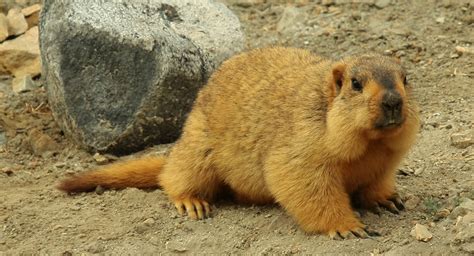 Himalayan marmot - Alchetron, The Free Social Encyclopedia